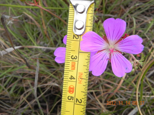 Image of Geranium multisectum by no rights reserved