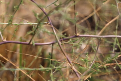 Asparagus cooperi