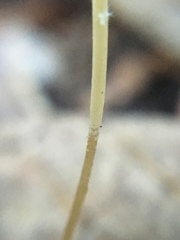 Macrotyphula juncea image