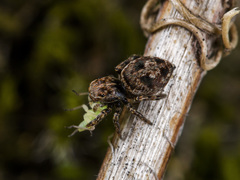 Attulus monstrabilis