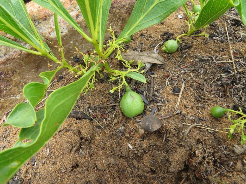 Sand Apple
