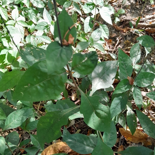 Pseuderanthemum hildebrandtii image