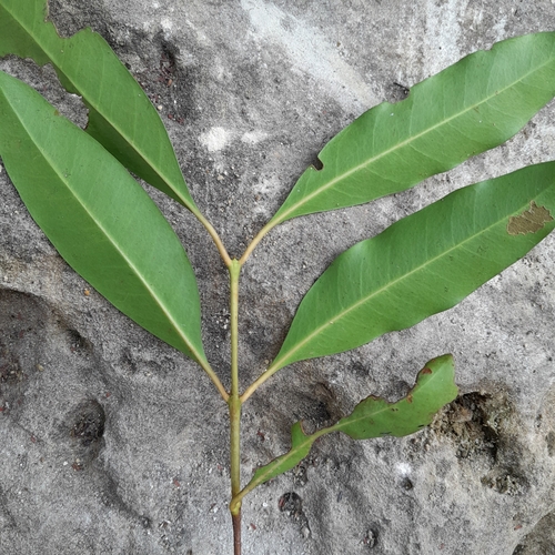 Coffea perrieri image