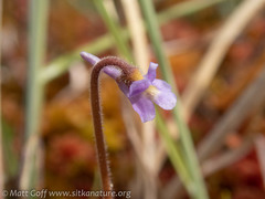 Pinguicula villosa