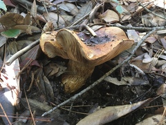 Cortinarius ponderosus