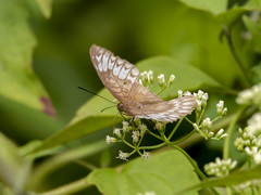 Euthalia monina monina