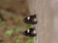 Euploea radamanthus