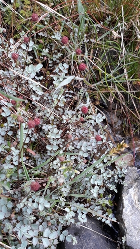 Acaena caesiiglauca (Acaena caesiiglauca)