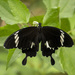 Black-and-white Helen Swallowtail - Photo (c) CheongWeei Gan, some rights reserved (CC BY-NC), uploaded by CheongWeei Gan