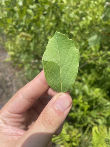 Fothergilla gardenii, photograph 6