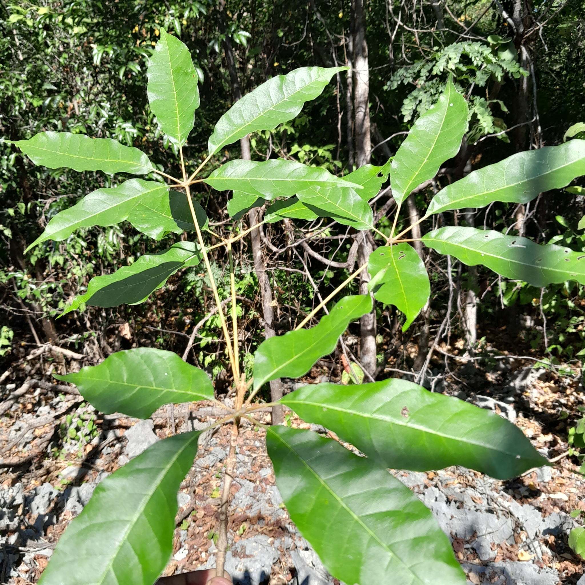Imagem de Vitex beraviensis