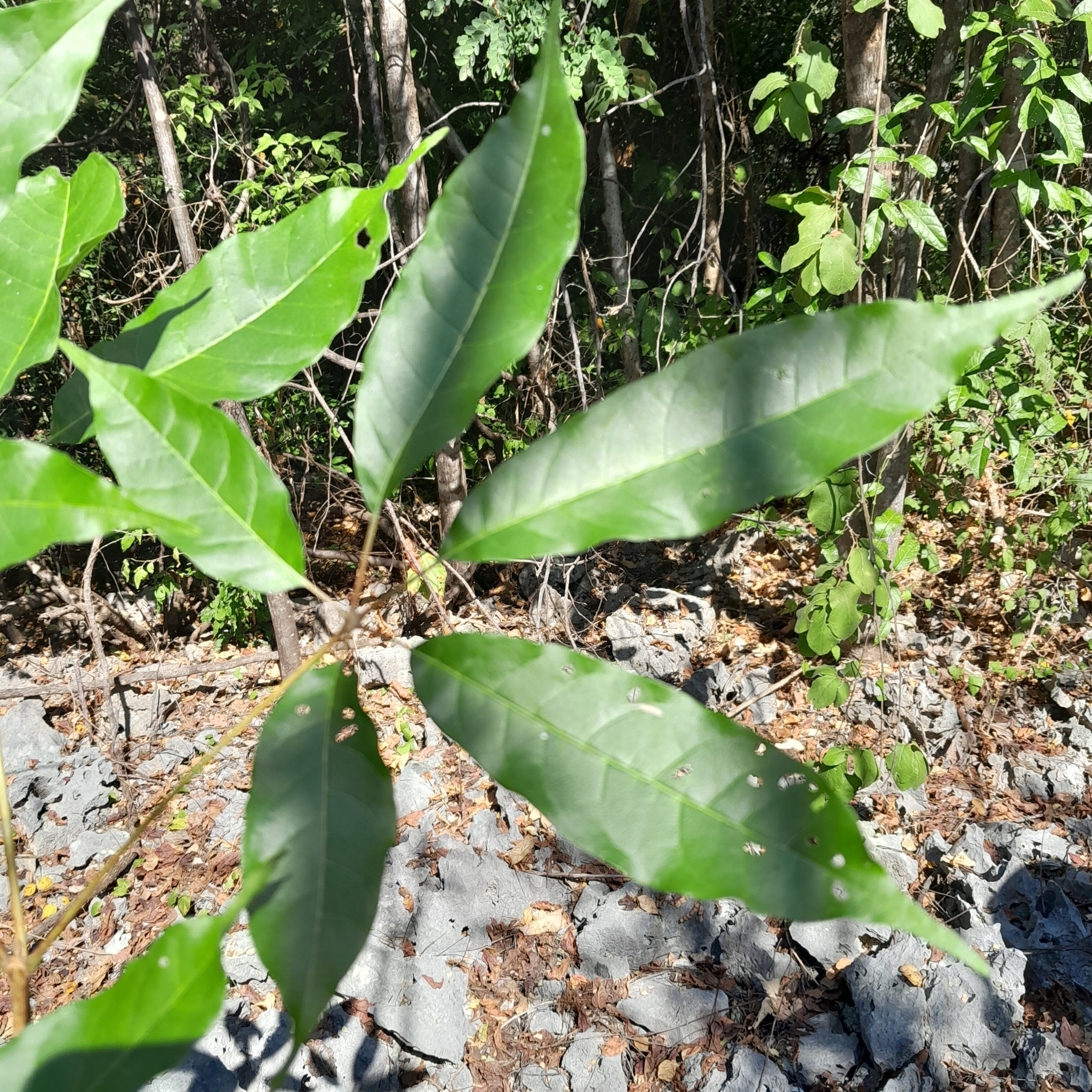 Imagem de Vitex beraviensis