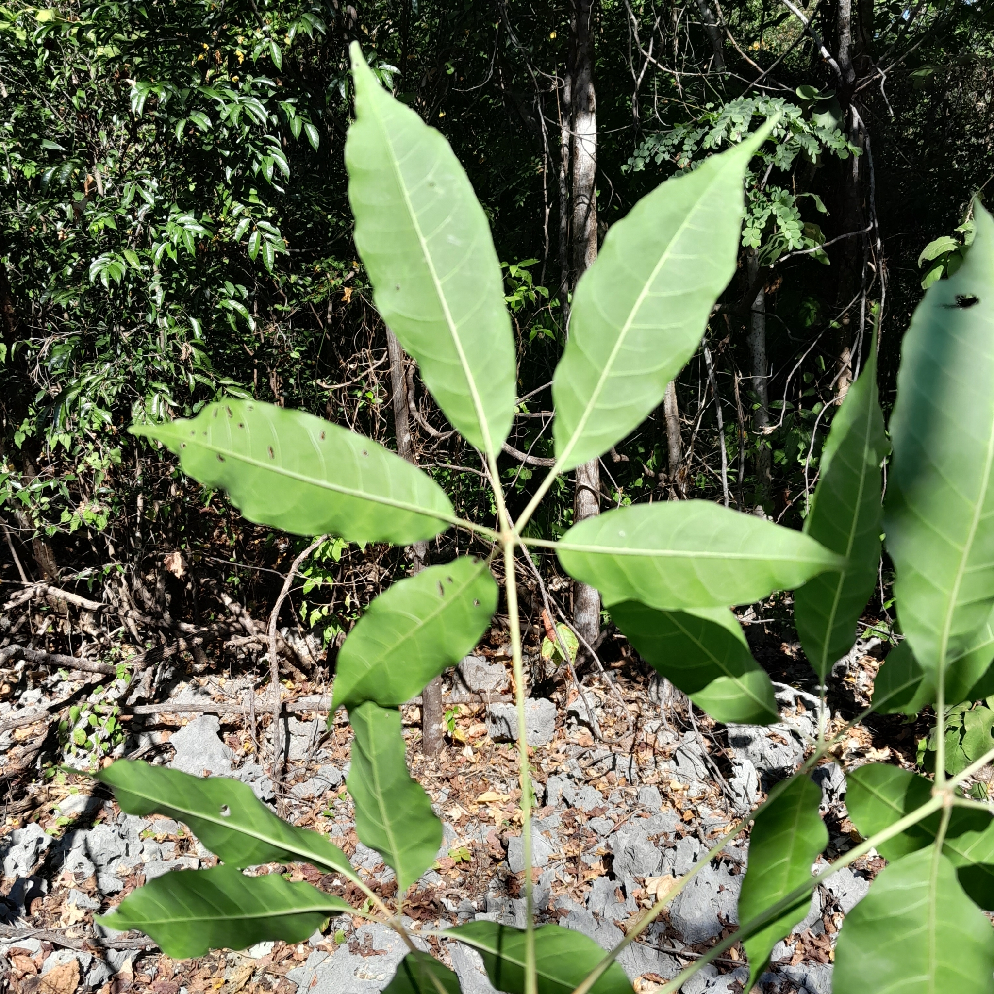 Imagem de Vitex beraviensis