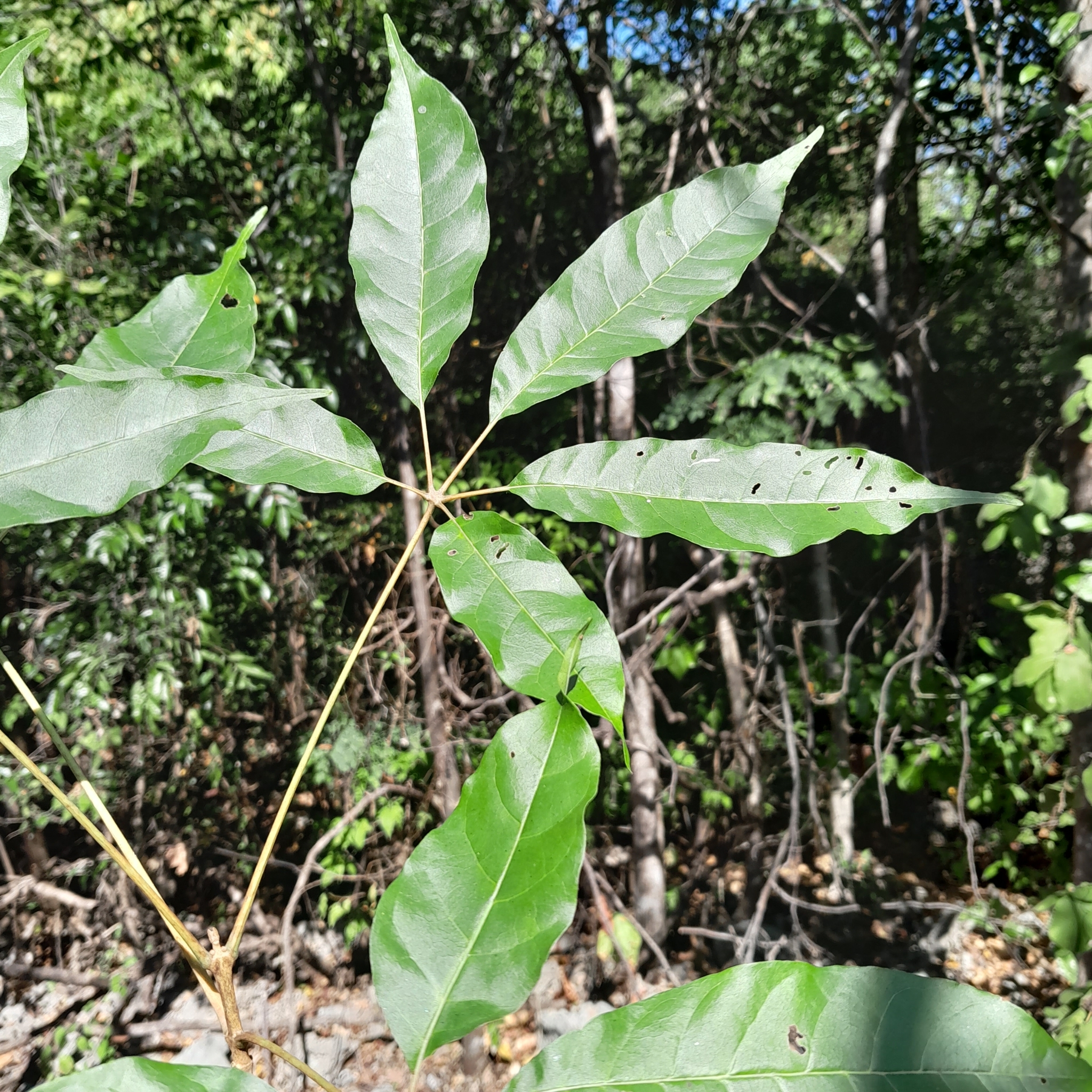 Imagem de Vitex beraviensis