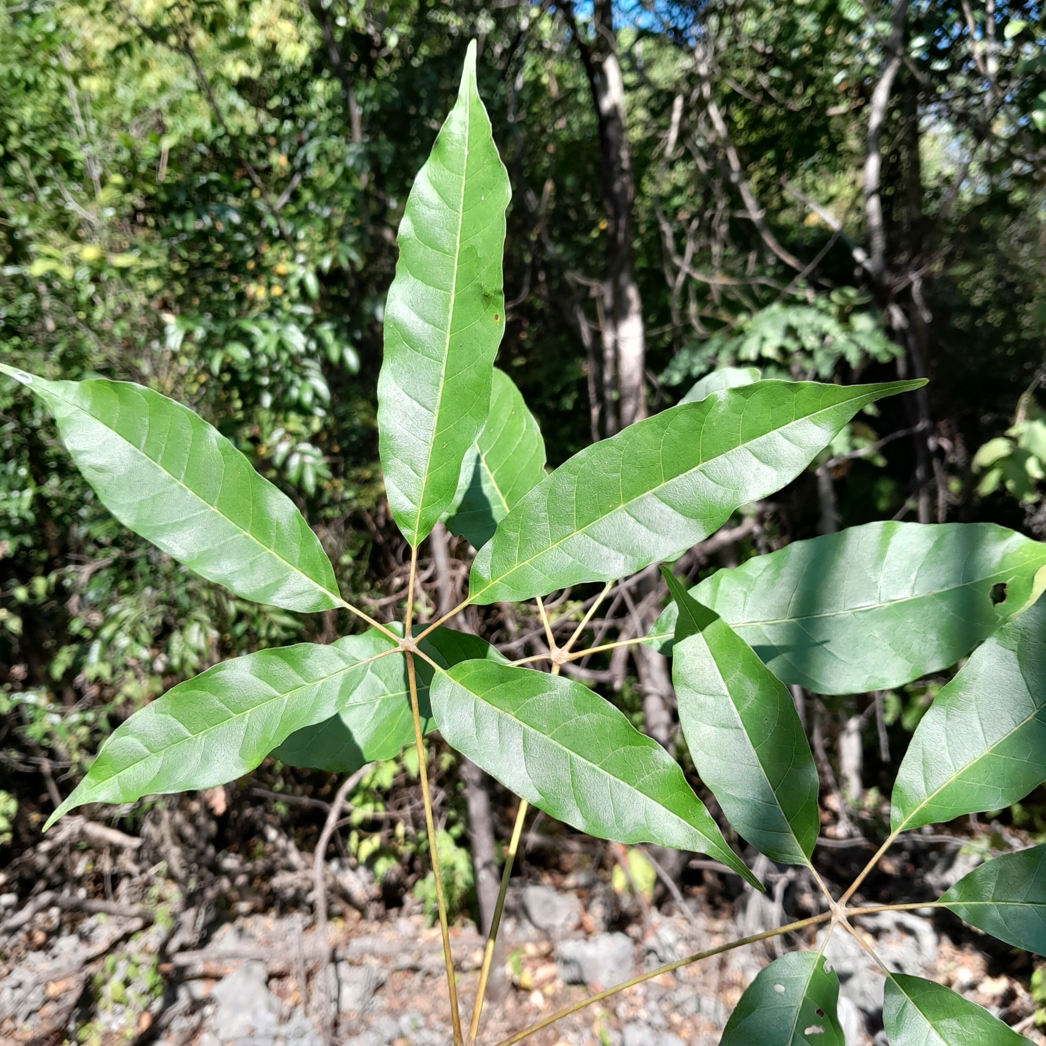 Imagem de Vitex beraviensis
