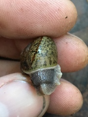 Helminthoglypta cypreophila