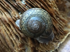 Helminthoglypta cypreophila