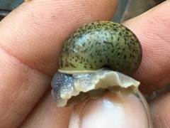 Helminthoglypta cypreophila