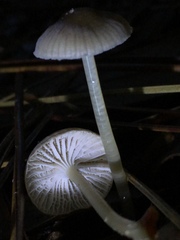 Mycena clavicularis