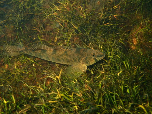 Northern Tessellated Darter