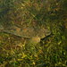 Tessellated Darter - Photo (c) chris buelow, some rights reserved (CC BY-NC), uploaded by chris buelow
