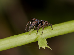 Attulus monstrabilis