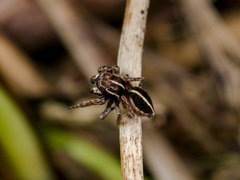 Attulus monstrabilis