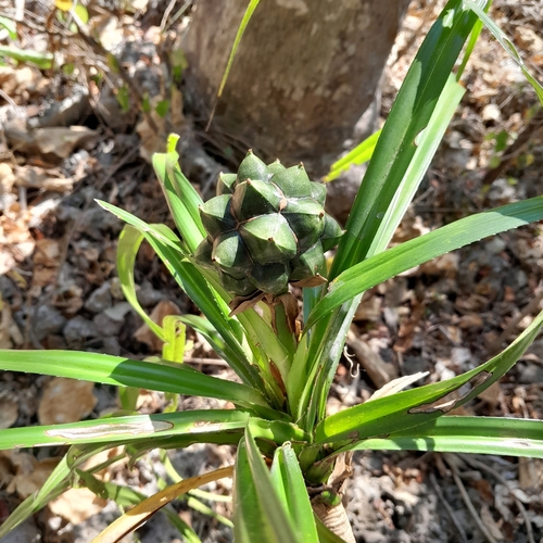 Pandanus flagellibracteatus observed 2023-05-21