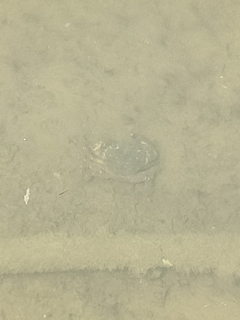 Crabe vert de Méditerranée