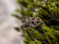 Attulus monstrabilis