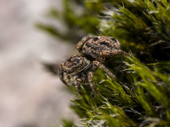 Attulus monstrabilis