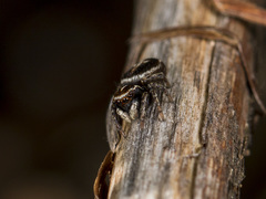 Attulus monstrabilis