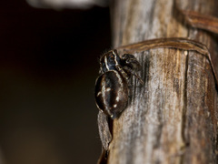 Attulus monstrabilis