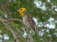 Sakalava Weaver photo 3