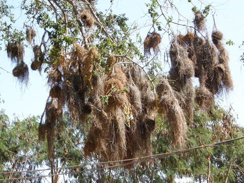 Sakalava Weaver