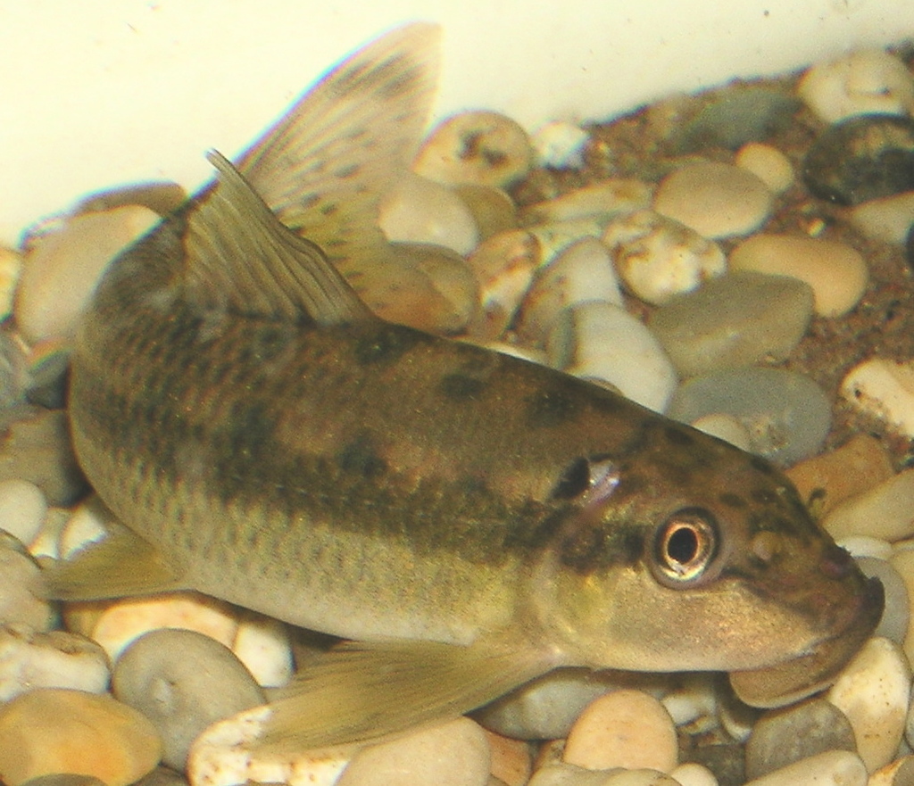 Algae Eaters