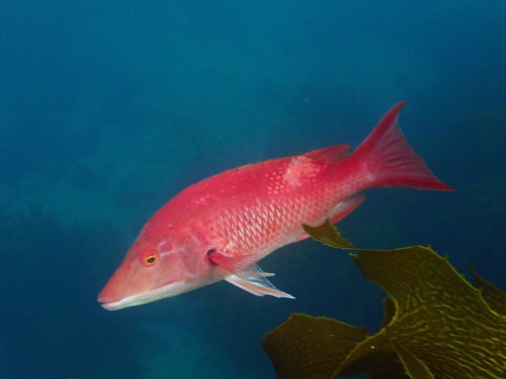 Eastern Pigfish (Bodianus unimaculatus) - Marine Life Identification