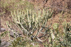 Euphorbia royleana