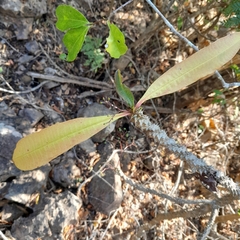 Euphorbia perrieri image
