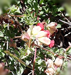 Hermannia ternifolia