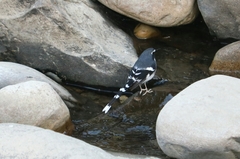 Enicurus schistaceus