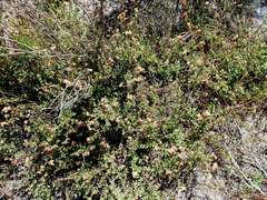 Hermannia ternifolia