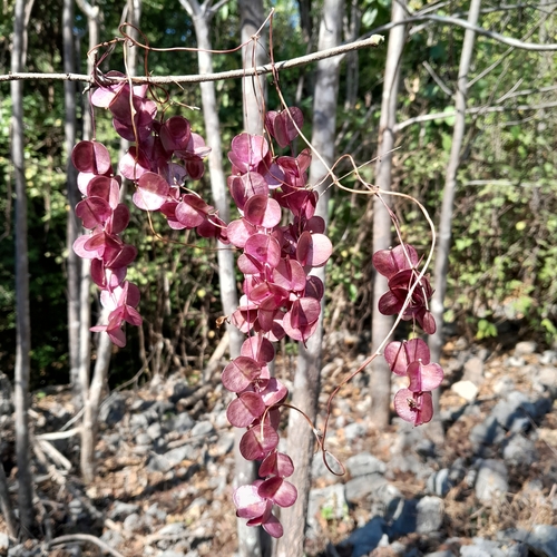 Dioscorea bemarivensis