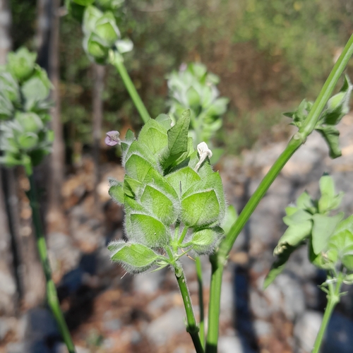 Dicliptera heterostegia image