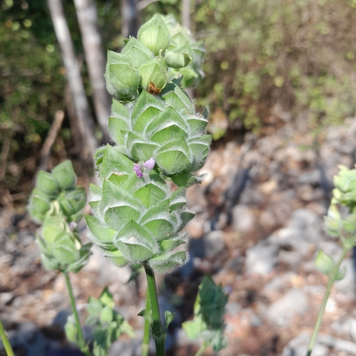 Dicliptera heterostegia image