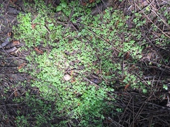 Callitriche muelleri