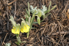Hermannia lancifolia