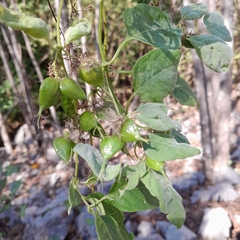 Paederia majungensis image