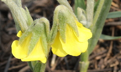 Hermannia lancifolia