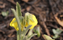 Hermannia lancifolia